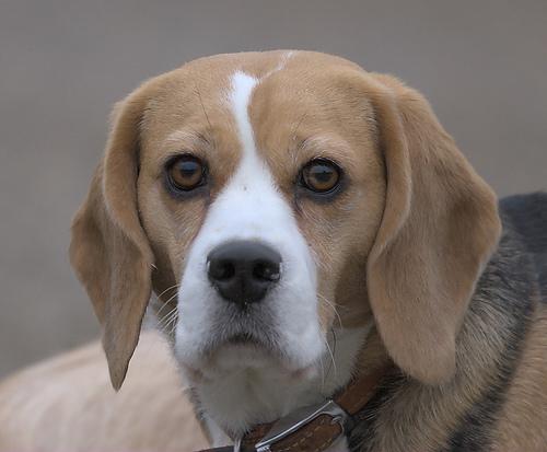 Beagle