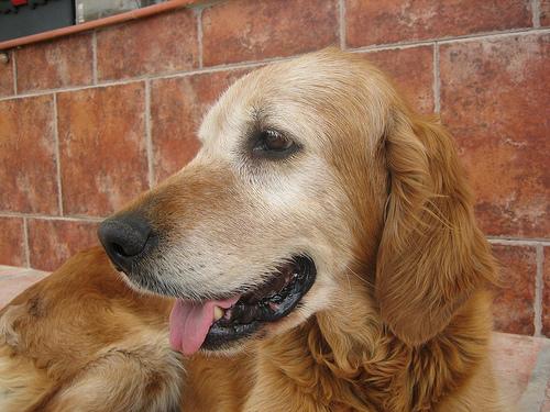 Golden retriever