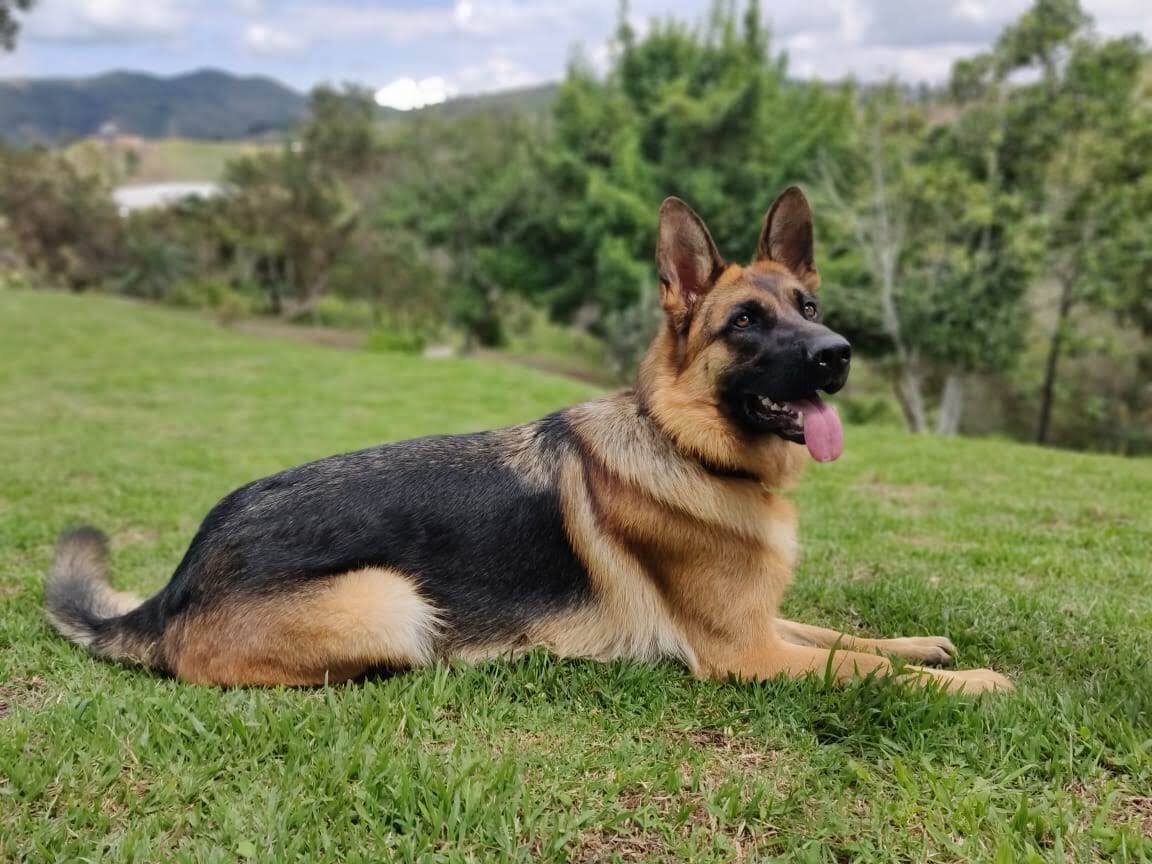 German shepherd