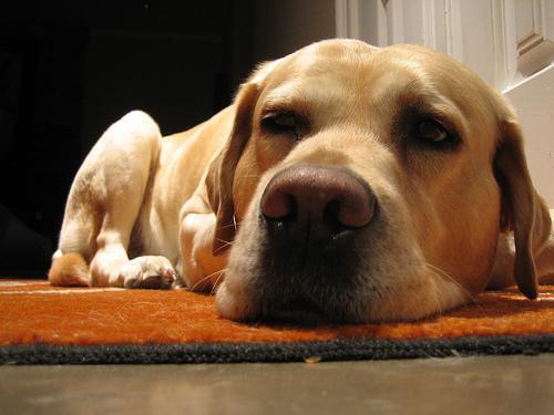 Labrador